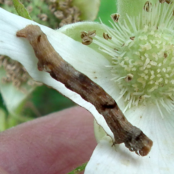 Photo of Ectropis crepuscularia by <a href="http://www.flickr.com/photos/jlucier/ ">Jacy (JC) Lucier</a>